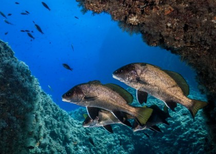 Escapada de submarinisme a L'Estartit