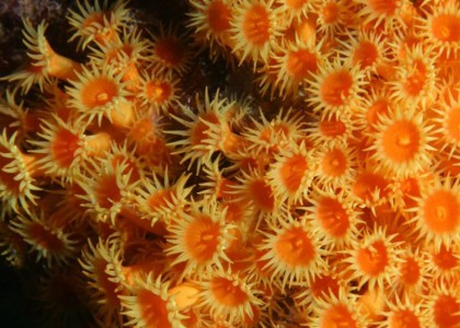 Punta Salina