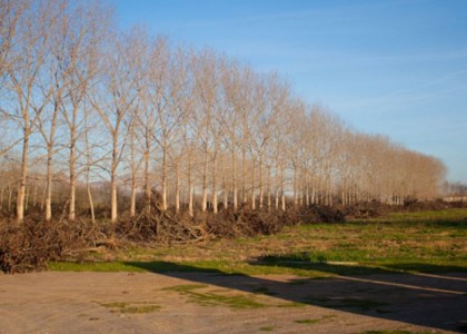 Ullastret_1