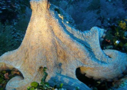El Medellot_2