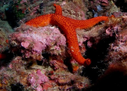 La Ferriol_3