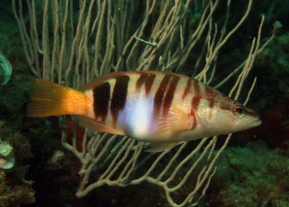 Punta Salina_1