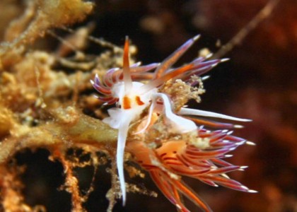 Racó de les Salines_3