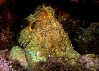 Racó de les Salines_5